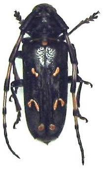 Cyriotasiastes rhetenor