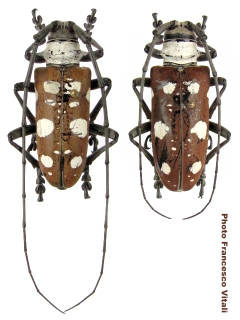 Dolichoprosopus lethalis maculatus