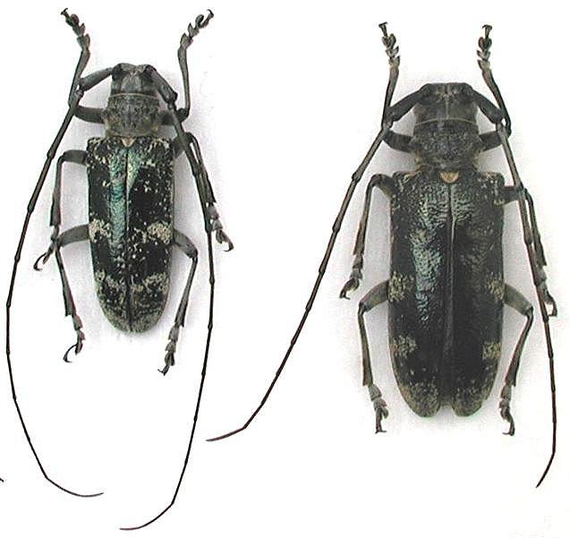 Dolichoprosopus sameshimai