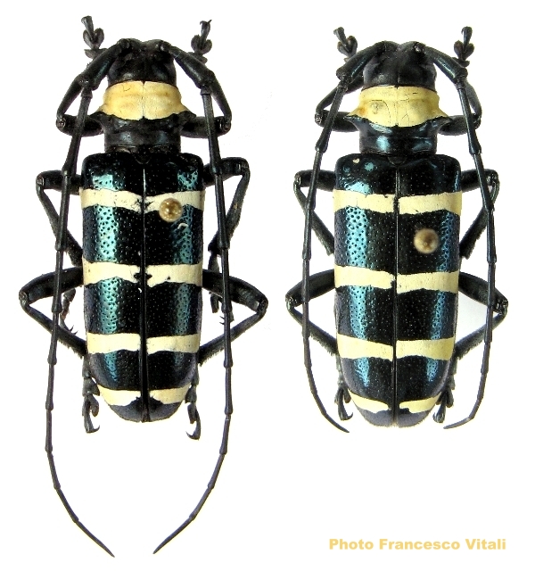 Dolichoprosopus subcylindricus 