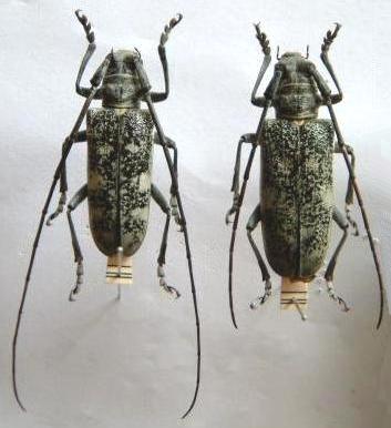 Dolichoprosopus yokoyamai
