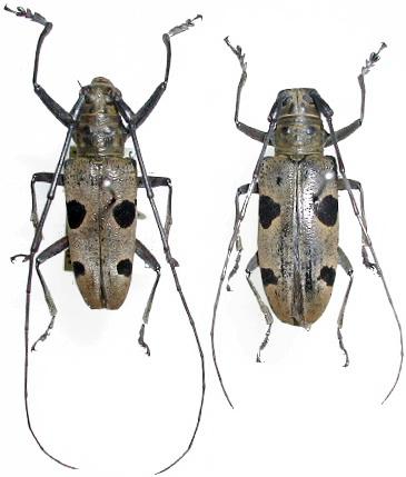 Epepeotes plorator celebensis