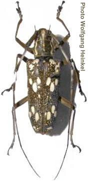 Epepeotes schlegelii