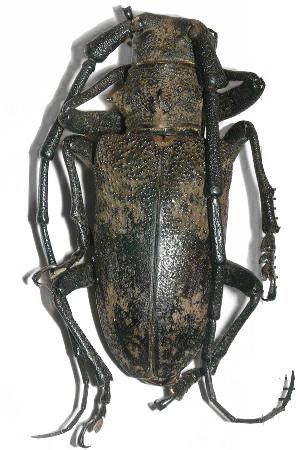 Lamiomimus gottschei