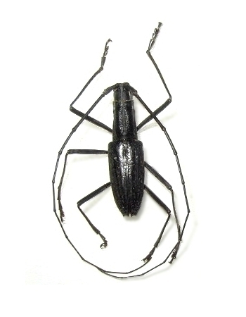 Macrochenus lacordairei