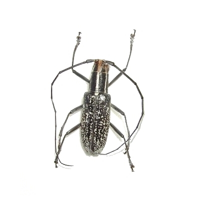 Macrochenus melanospilus 