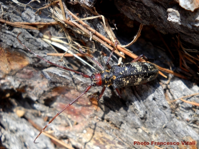 Monochamus (Monochamus) galloprovincialis galloprovincialis