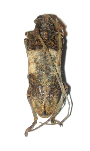 Monochamus (Anthores) leuconotus