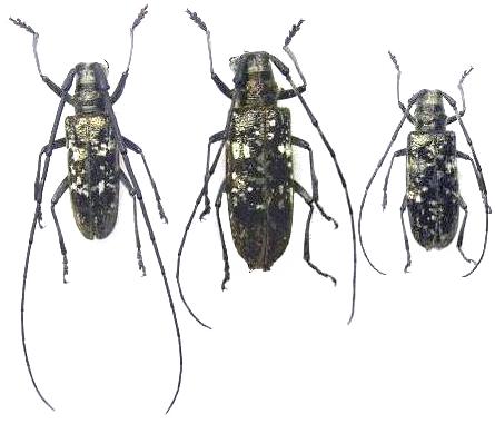 Monochamus (Monochamus) nitens