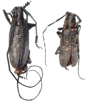 Monochamus (Monochamus) galloprovincialis pistor