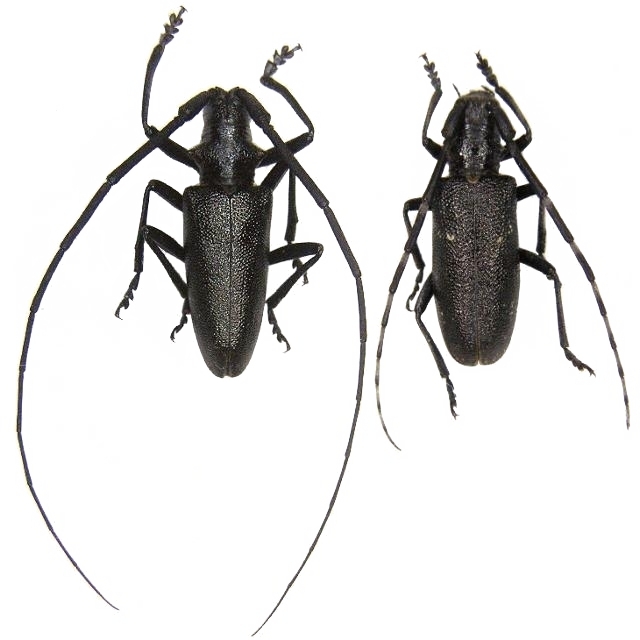 Monochamus (Monochamus) scutellatus oregonensis