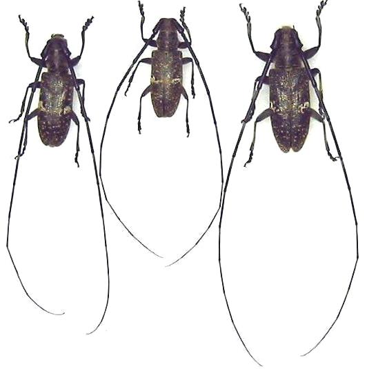 Monochamus (Monochamus) subfasciatus subfasciatus