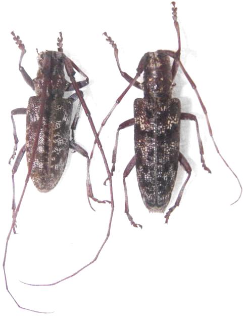 Monochamus (Monochamus) titillator