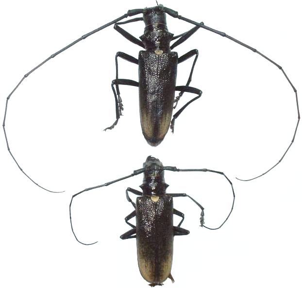Monochamus (Monochamus) sartor urussovii Monochamus (Monochamus) sartor urussovii