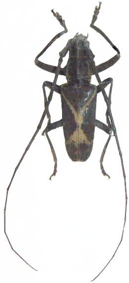 Monochamus (Laertochamus) x-fulvum
