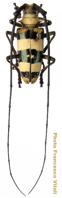 Nemophas rosenbergii