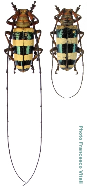 Nemophas subterrubens