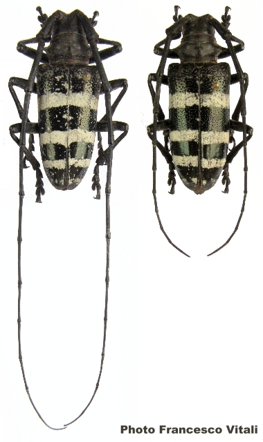 Nemophas trifasciatus 