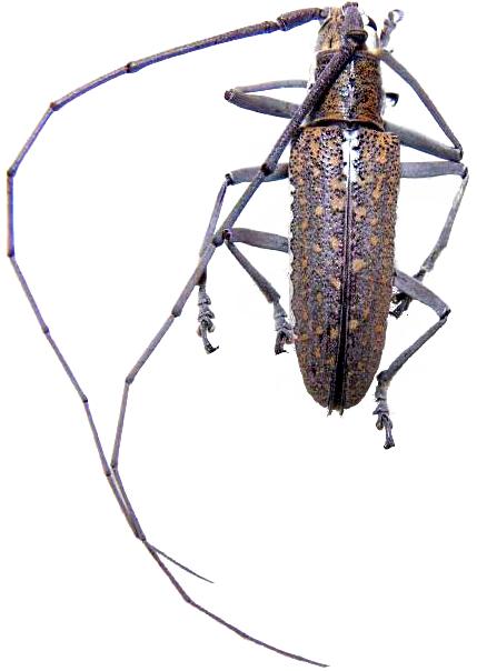 Neoptychodes trilineatus