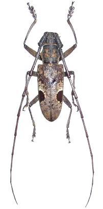 Paraleprodera insidiosa