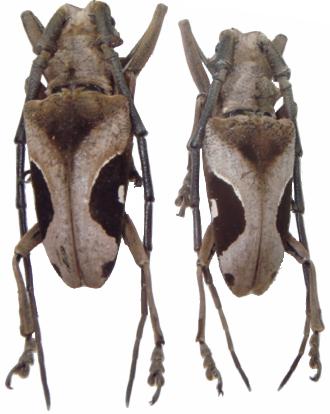 Paraleprodera triangularis