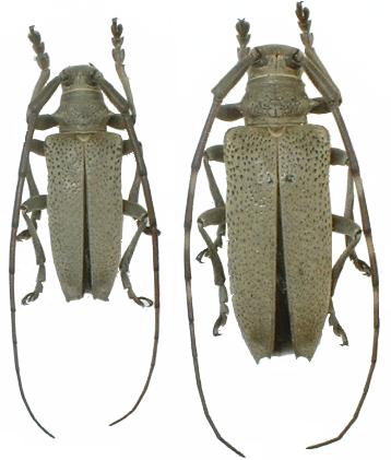 Peblephaeus decoloratus yonagunii