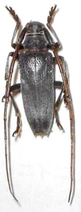Peblephaeus yayeyamai