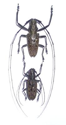 Pelargoderus alcanor thomsoni