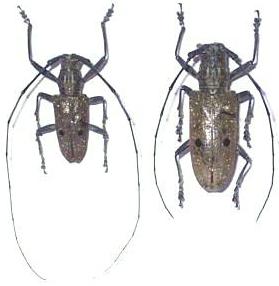 Pelargoderus alcanor thomsoni