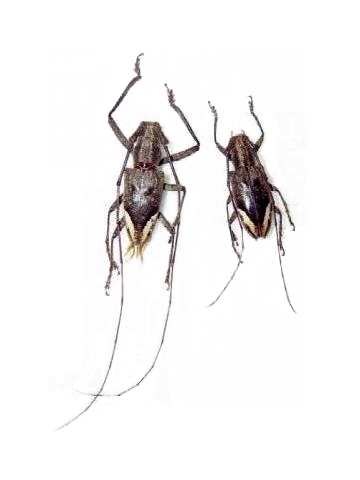 Pelargoderus rubropunctatus