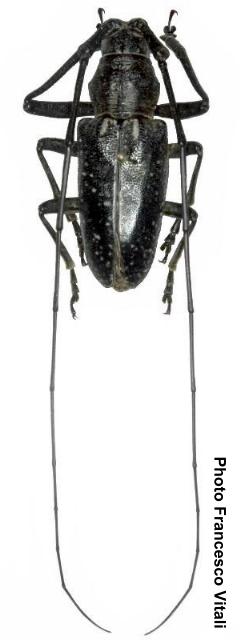 Pelargoderus stellatus