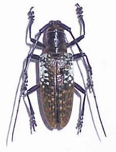 Pericycos sulawensis