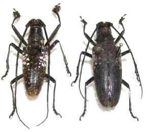 Pericycos sulawensis