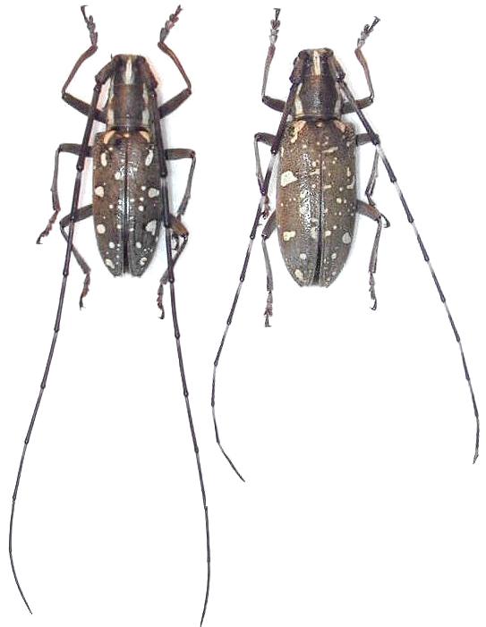 Psacothea hilaris maculata
