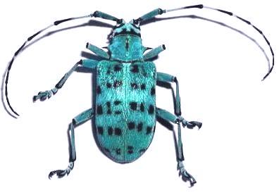 Pseudomyagrus waterhousei