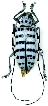 Pseudonemophas baluanus