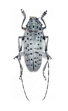 Pseudonemophas versteegi