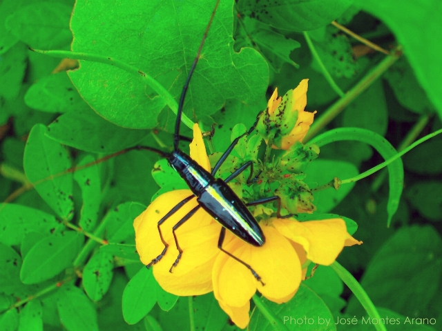 Ptychodes politus politus