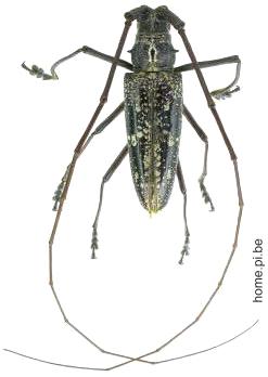 Taeniotes boliviensis