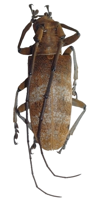 Thestus alexandrae
