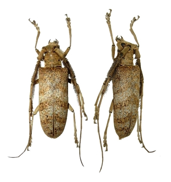 Thestus oncideroides 