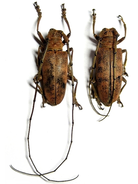 Thestus philippensis 