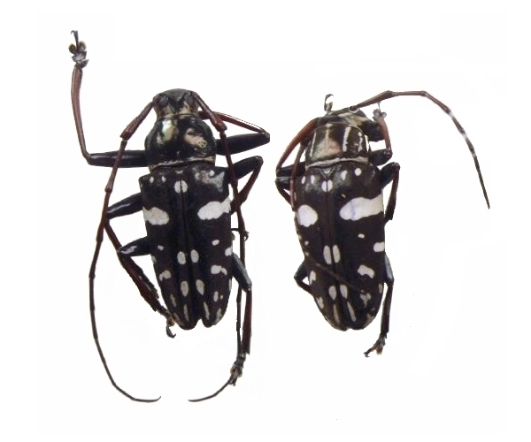 Agelasta (Metagelasta) albomaculata