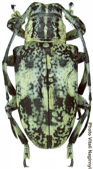 Agelasta (Agelasta) albomarmorata