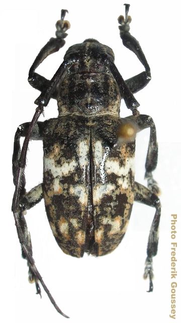 Agelasta (Agelasta) estrellae 