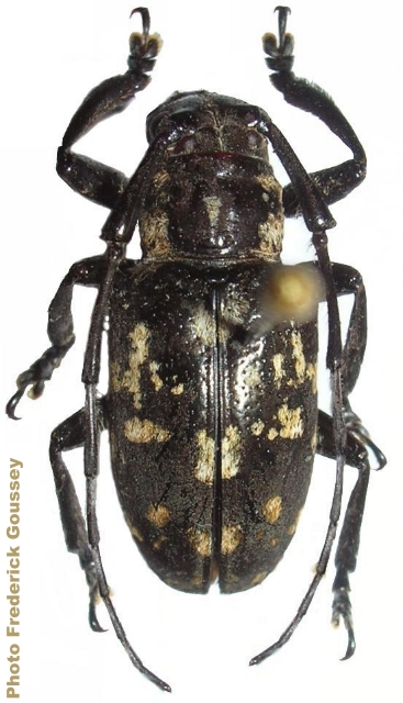 Agelasta (Agelasta) mindanaonis