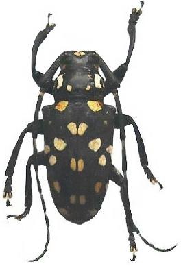 Agelasta (Agelasta) ocellifera