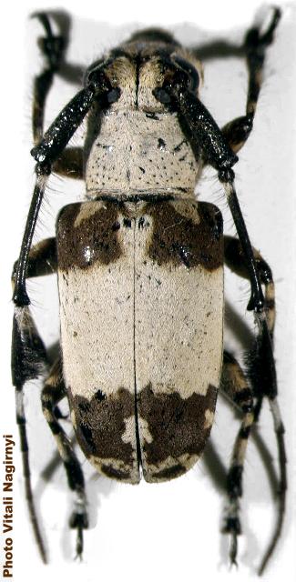 Cacia (Coreothrophora) albicollis