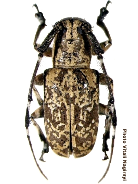 Cacia (Ipocregyes) vermiculata 