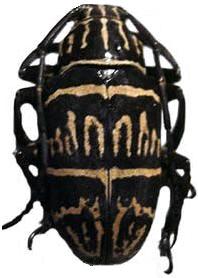 Choeromorpha mystica